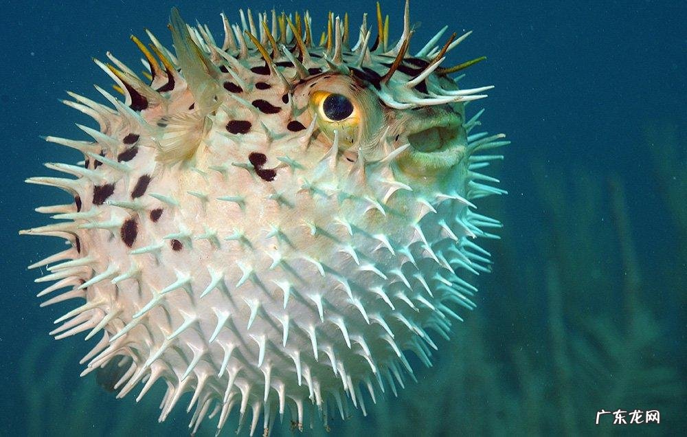 脸经常肿是什么原因 脸肿是什么原因引起的