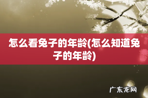 怎么知道兔子的年龄 怎么看兔子的年龄