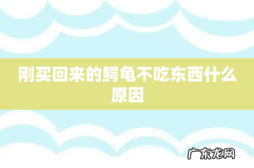 刚买回来的鳄龟不吃东西什么原因