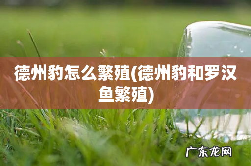 德州豹和罗汉鱼繁殖 德州豹怎么繁殖