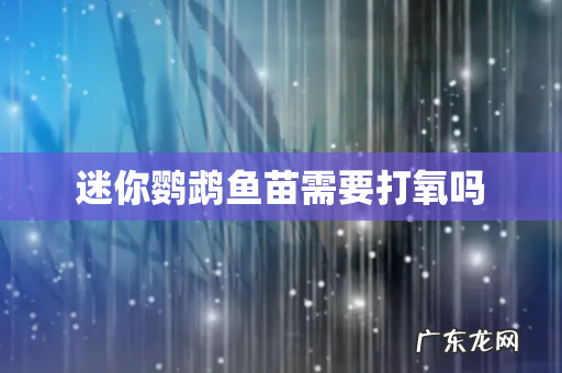 迷你鹦鹉鱼苗需要打氧吗