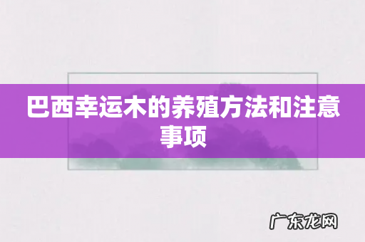 巴西幸运木的养殖方法和注意事项