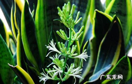 虎皮兰的风水说法 虎皮兰花风水意义是啥