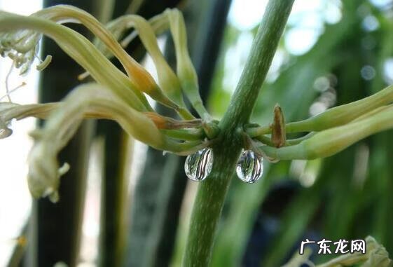 虎皮兰的风水说法 虎皮兰花风水意义是啥