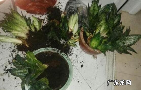 虎皮兰的风水说法 虎皮兰花风水意义是啥