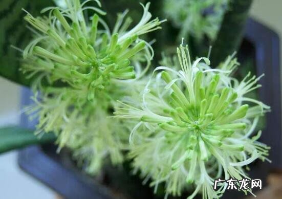 虎皮兰的风水说法 虎皮兰花风水意义是啥