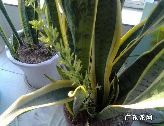 虎皮兰的风水说法 虎皮兰花风水意义是啥