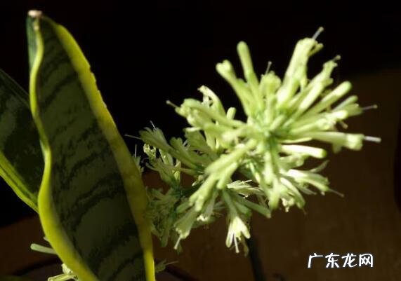 虎皮兰的风水说法 虎皮兰花风水意义是啥