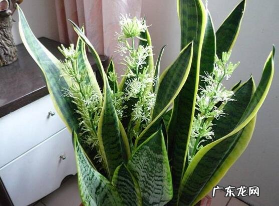 虎皮兰的风水说法 虎皮兰花风水意义是啥