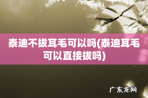 泰迪耳毛可以直接拔吗 泰迪不拔耳毛可以吗