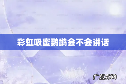 彩虹吸蜜鹦鹉会不会讲话