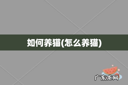 怎么养猫 如何养猫