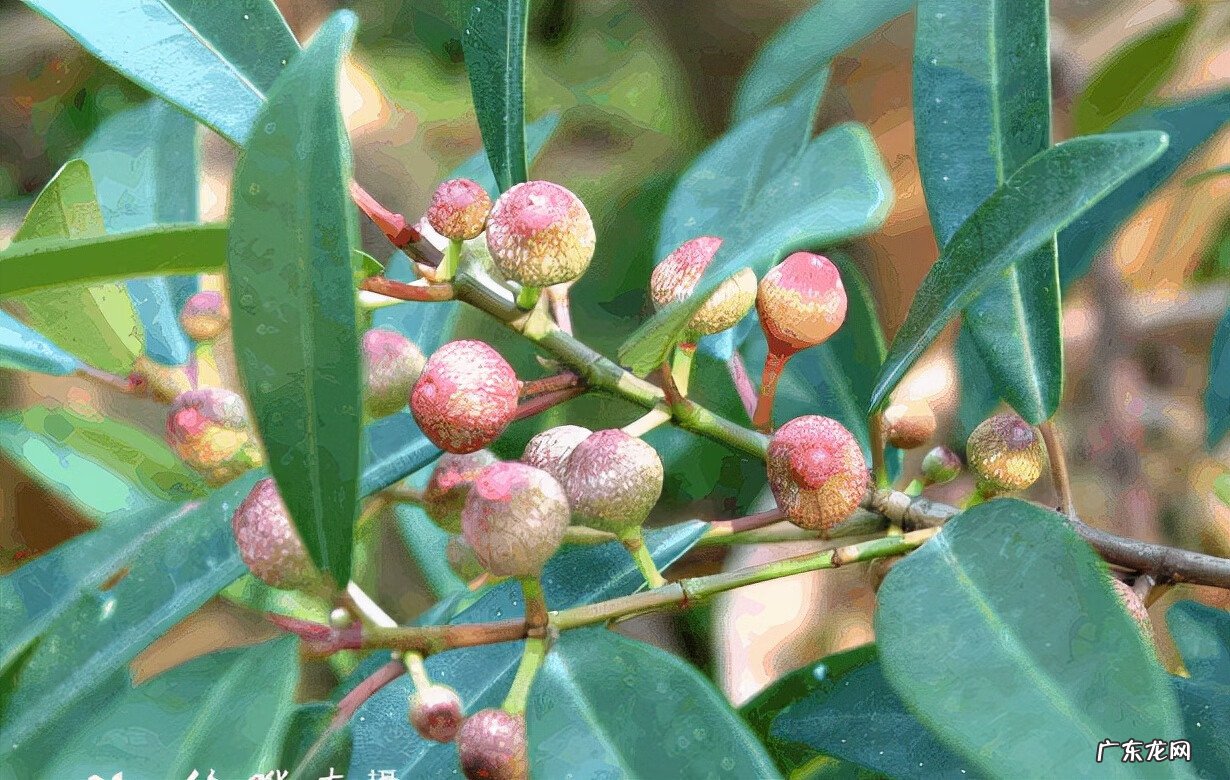 牛奶树的果子有什么作用 牛奶树根