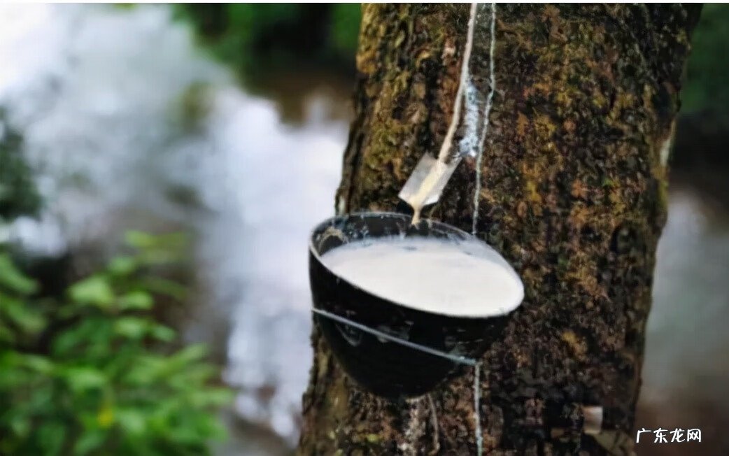 牛奶树的果子有什么作用 牛奶树根