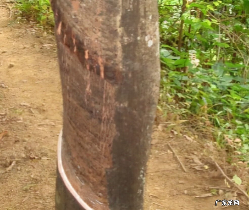 牛奶树的果子有什么作用 牛奶树根