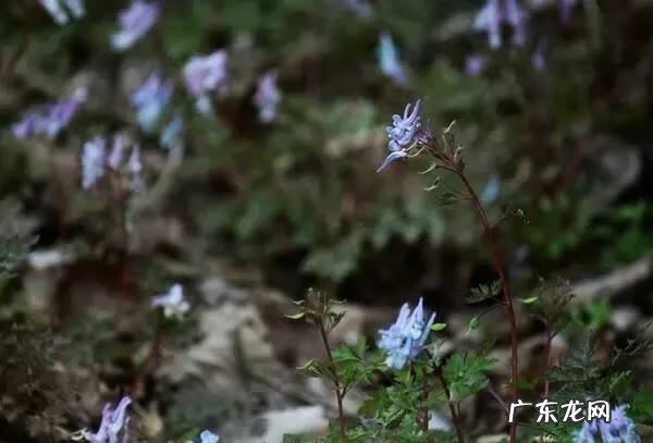 广西十大风水宝地山图 大山风水宝地图片大全
