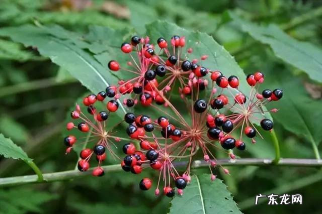 广西十大风水宝地山图 大山风水宝地图片大全