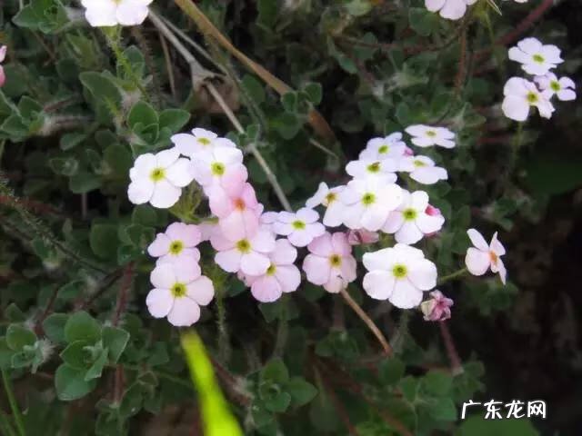 广西十大风水宝地山图 大山风水宝地图片大全