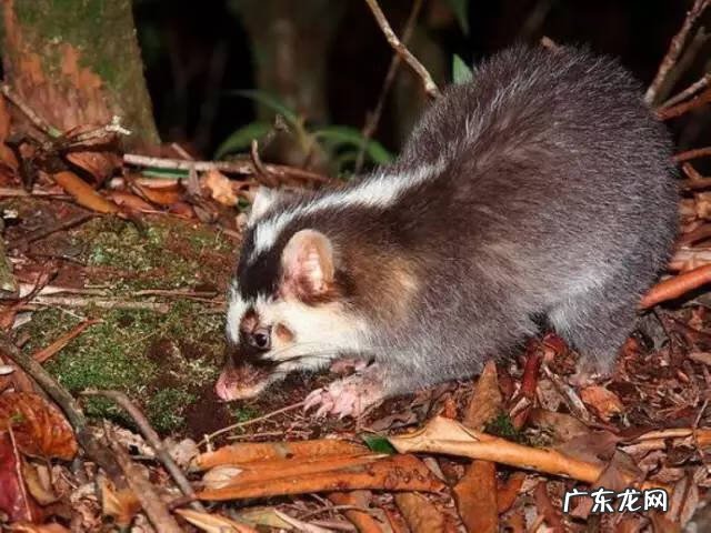 广西十大风水宝地山图 大山风水宝地图片大全
