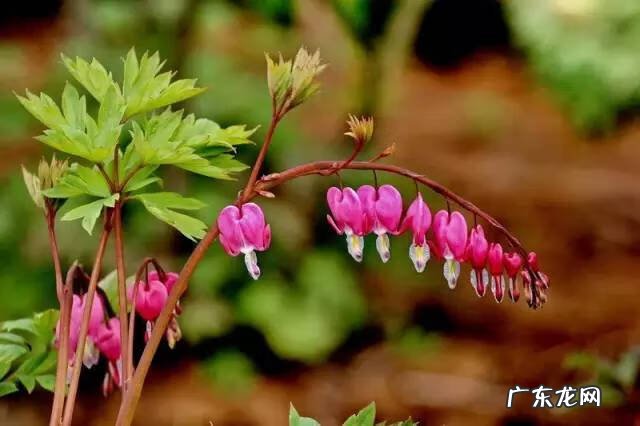 广西十大风水宝地山图 大山风水宝地图片大全
