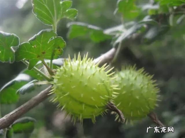 广西十大风水宝地山图 大山风水宝地图片大全