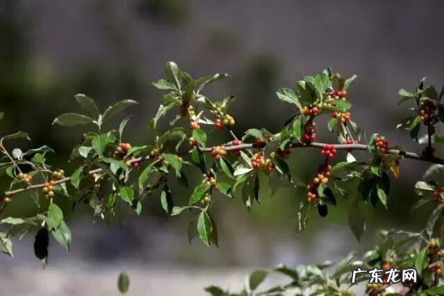 广西十大风水宝地山图 大山风水宝地图片大全