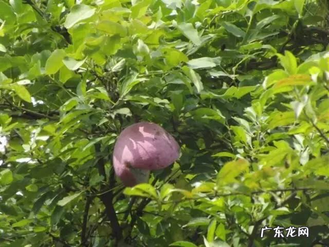 广西十大风水宝地山图 大山风水宝地图片大全