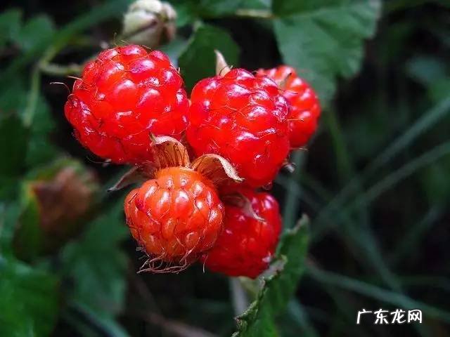 广西十大风水宝地山图 大山风水宝地图片大全