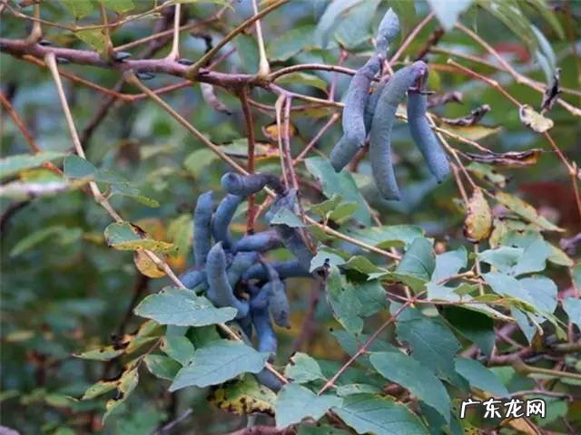 广西十大风水宝地山图 大山风水宝地图片大全
