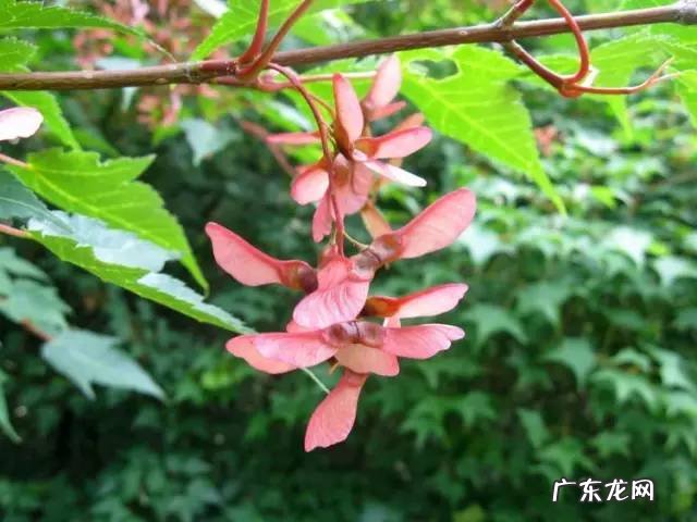 广西十大风水宝地山图 大山风水宝地图片大全