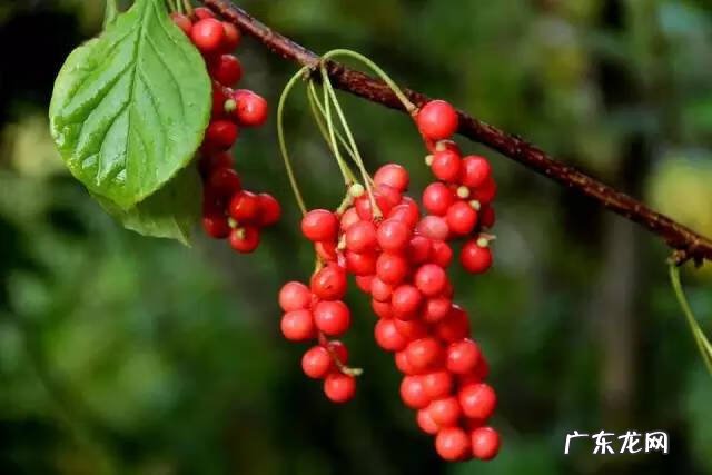 广西十大风水宝地山图 大山风水宝地图片大全