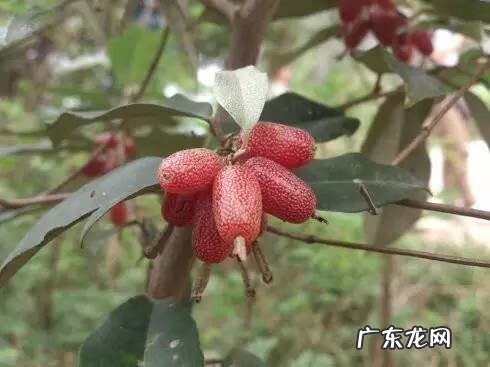 广西十大风水宝地山图 大山风水宝地图片大全