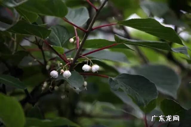 广西十大风水宝地山图 大山风水宝地图片大全