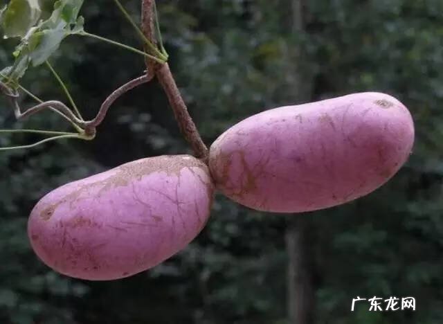 广西十大风水宝地山图 大山风水宝地图片大全