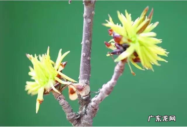 广西十大风水宝地山图 大山风水宝地图片大全