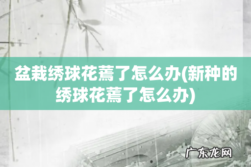 新种的绣球花蔫了怎么办 盆栽绣球花蔫了怎么办