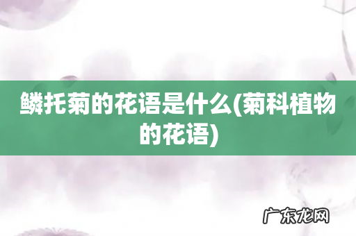 菊科植物的花语 鳞托菊的花语是什么