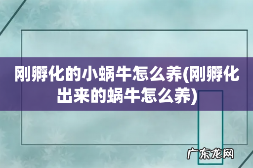 刚孵化出来的蜗牛怎么养 刚孵化的小蜗牛怎么养