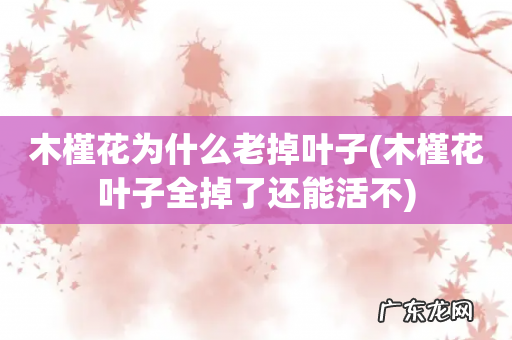 木槿花叶子全掉了还能活不 木槿花为什么老掉叶子