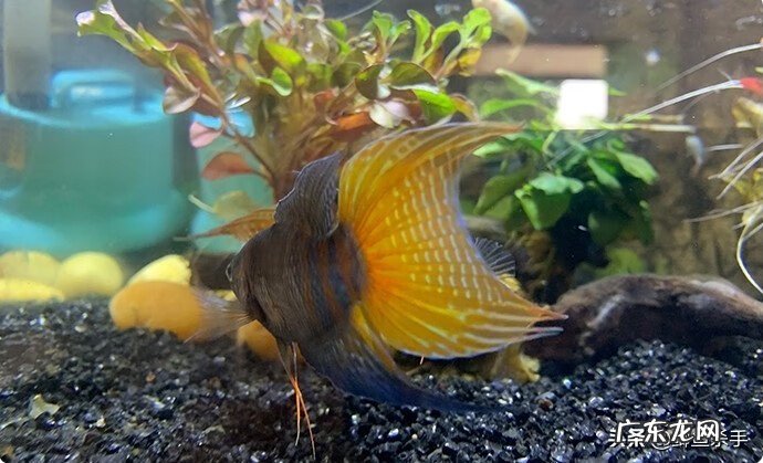 菩萨鱼养多少条为好 养菩萨鱼对风水好不好