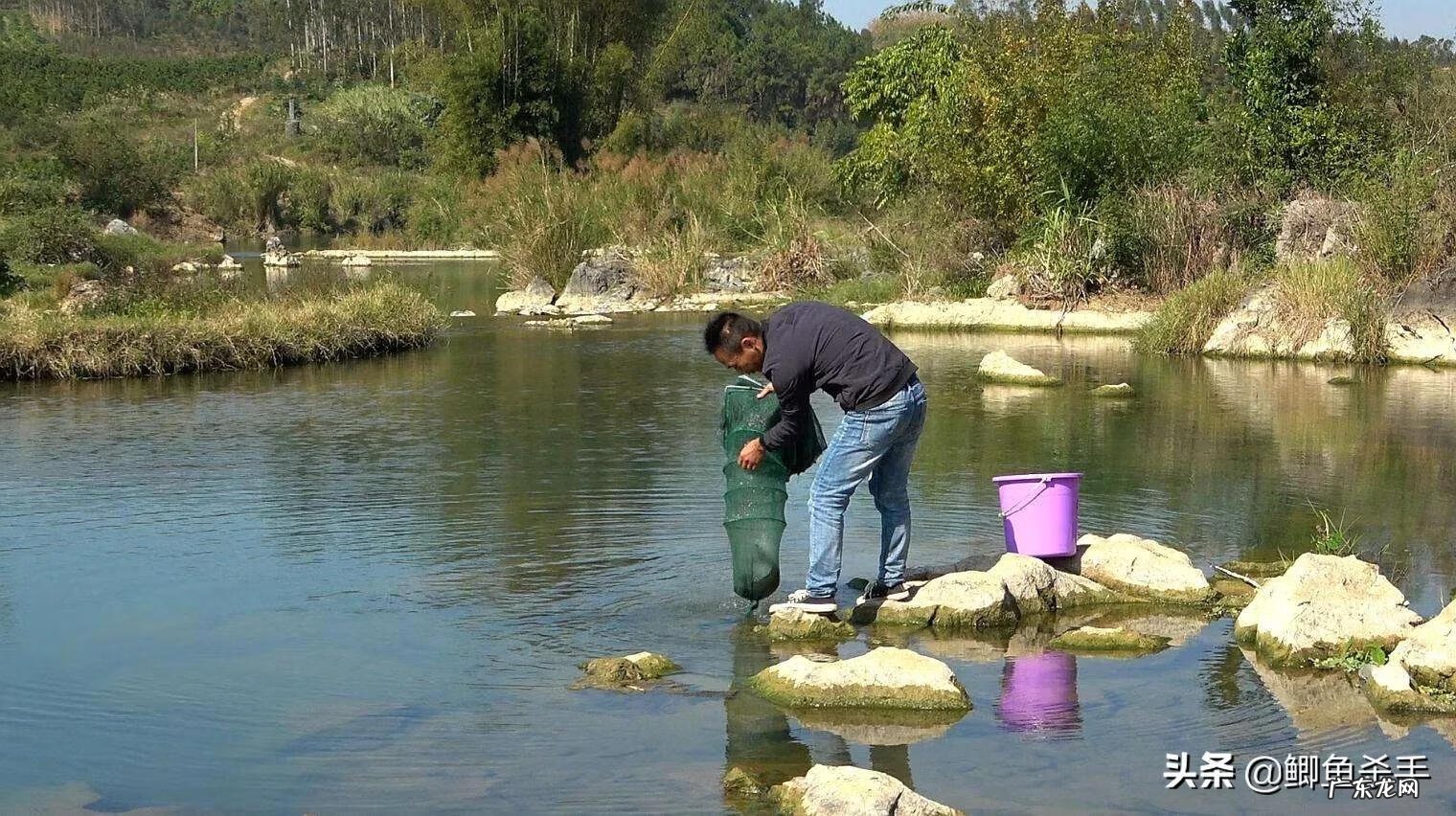 菩萨鱼养多少条为好 养菩萨鱼对风水好不好