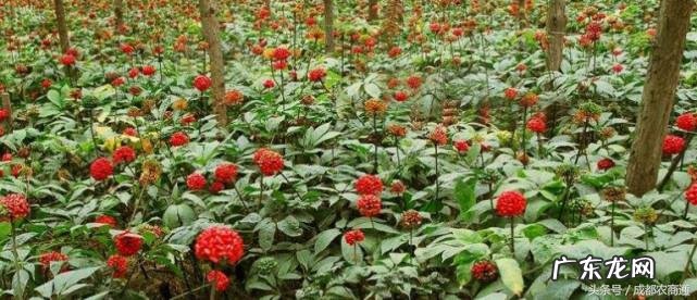 三七粉到底能不能长期吃 三七粉能长期服用吗它的功效