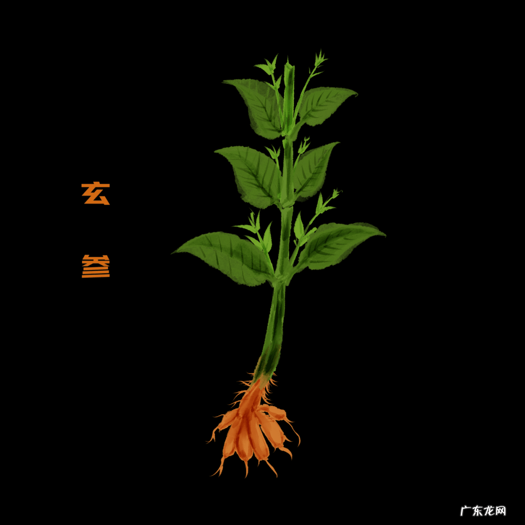 玄参的作用和功效百度百科 玄参的作用和功效用量