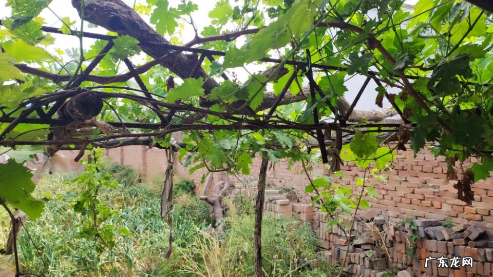 葡萄树种家里好吗风水 种葡萄树风水