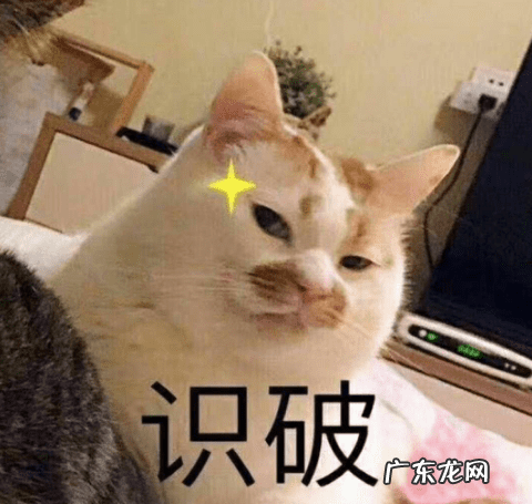 风水猫是什么意思 猫在风水上有何寓意