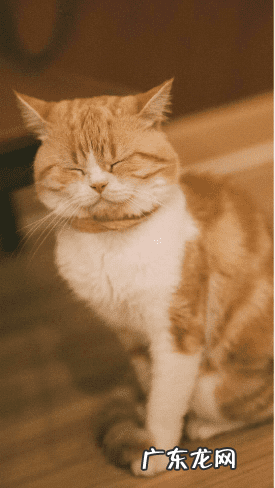 风水猫是什么意思 猫在风水上有何寓意