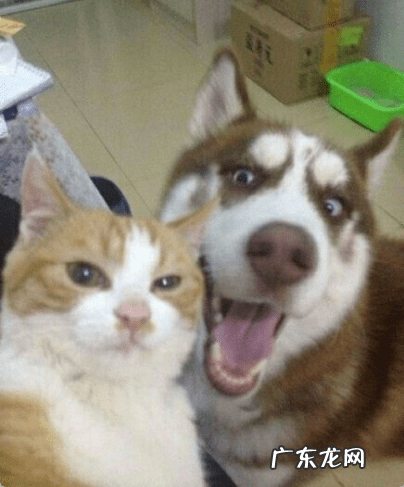 风水猫是什么意思 猫在风水上有何寓意