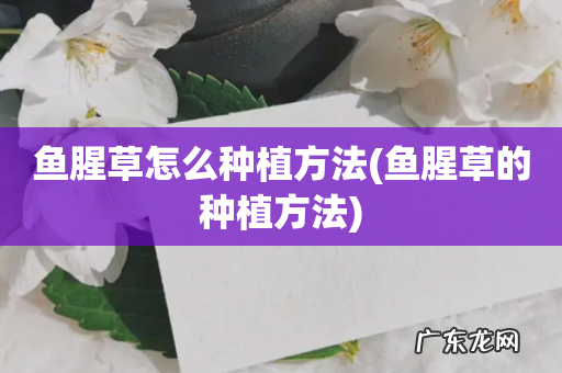 鱼腥草的种植方法 鱼腥草怎么种植方法