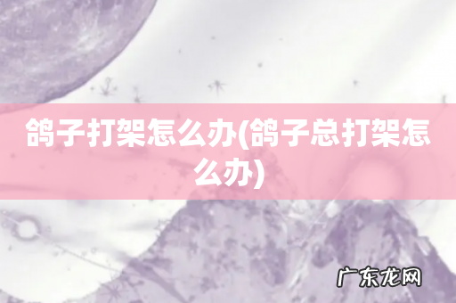 鸽子总打架怎么办 鸽子打架怎么办