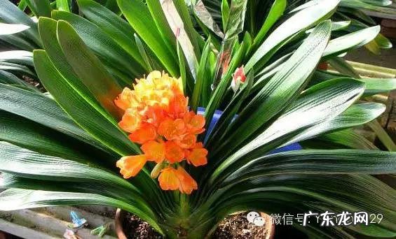 庭院风水树木 居家风水花草树木